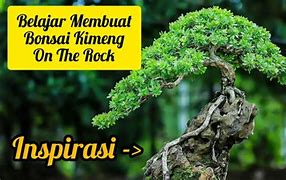 Bonsai Kimeng On The Rock Juara